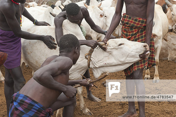Kuhhirt nimmt Blut von einer Kuh  Nyangatom  oder Inyangatom Volksstamm  Omo-Tal  Äthiopien  Afrika