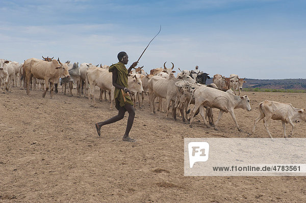 Nyangatom  oder Inyangatom Hirte mit Kühen  Omo-Tal  Äthiopien  Afrika