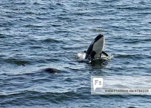 Springender Schwertwal  auch Orca  Killerwal  Mörderwal (Orcinus orca)  Strait of Georgia  Vancouver Island  Kanada