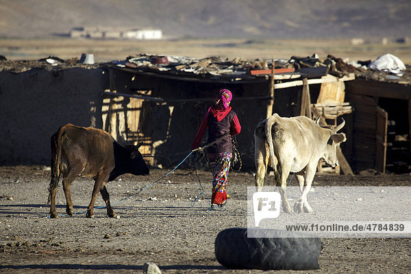 Morgenstimmung  Frau mit Kühen  Bulunkul  Pamir  Tadschikistan  Zentralasien