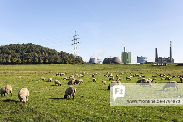 Schafherde weidet vor Industriekulisse  Landschaftsschutzgebiet Alsumer Berg  Bruckhausen  Duisburg  Nordrhein-Westfalen  Deutschland  Europa