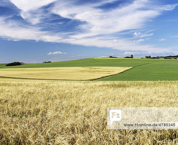 Getreidefelder im Sommer  Schwäbische Alb  Baden-Württemberg  Deutschland  Europa