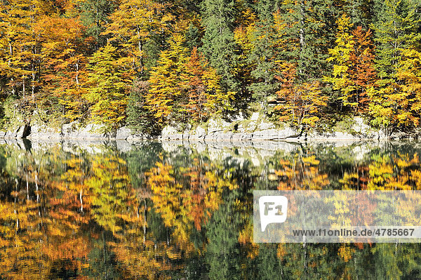 Herbstlich verfärbter Mischwald am Ufer vom 1143 Meter hoch gelegenen Seealpsee in den Appenzeller Alpen  Kanton Appenzell-Innerrhoden  Schweiz  Europa