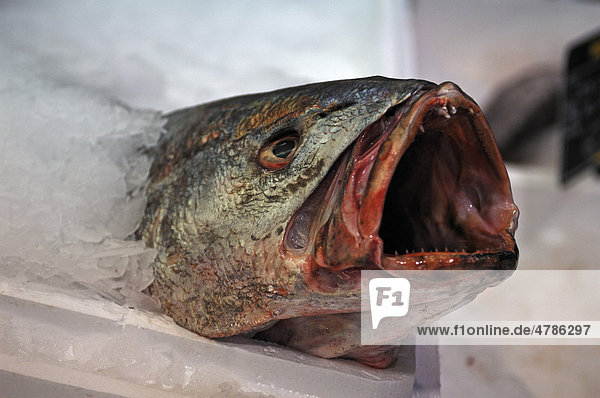Fisch auf Eis in einem Großmarkt  Colmar  Elsass  Frankreich  Europa