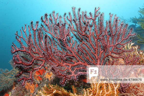 Kleiner Tiefseegorgonie (Iciligorgia schrammi)  Korallenpolypen  Korallenriff  St. Lucia  Inseln unter dem Wind  Kleine Antillen  Karibik  Karibisches Meer