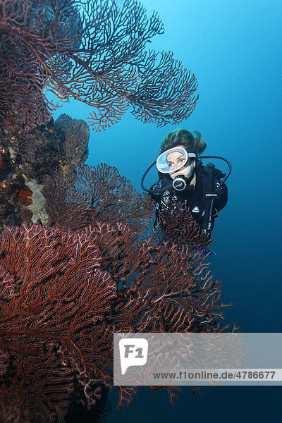 Taucher betrachtet Tiefseegorgonie (Iciligorgia schrammi)  Korallenriff  Steilwand  St. Lucia  Inseln unter dem Wind  Kleine Antillen  Karibik  Karibisches Meer