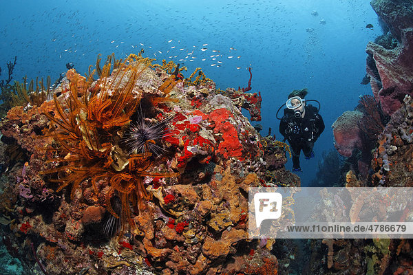 Scuba diver at a coral reef  observing numerous sponges  feather-stars  sea urchins and corals  Saint Lucia  Windward Islands  Lesser Antilles  Caribbean Sea
