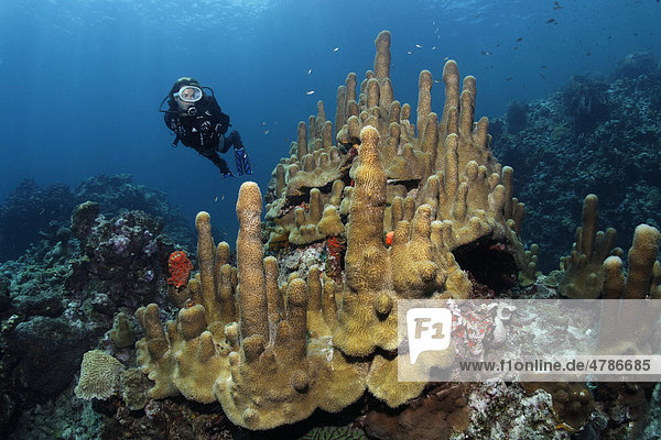 Taucher betrachtet Säulenkoralle (Dendrogyra cylindrus)  St. Lucia  Inseln unter dem Wind  Kleine Antillen  Karibik  Karibisches Meer