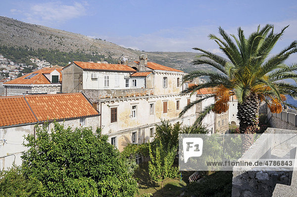 Stadtmauer  Mauerrundgang  Innenhof  Palme  Altstadt  Dubrovnik  Republik Kroatien  Europa
