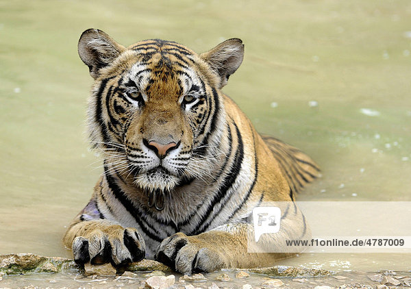 Tiger (Panthera tigris) im Wasser  Zoo  Bangkok  Thailand  Asien