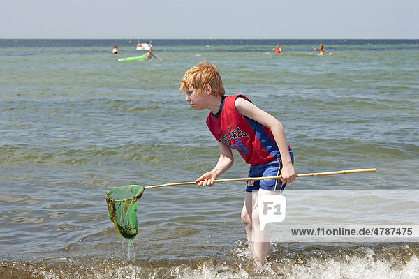 Young boy trying to catch fish with a dip net  Timmendorf  Poel Island  Northern Germany  Baltic Sea  Mecklenburg-Western Pomerania  Germany  Europe