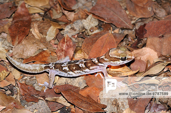 Madagaskar-Großkopfgecko (Paroedura picta)  Kirindy  Madagaskar  Afrika
