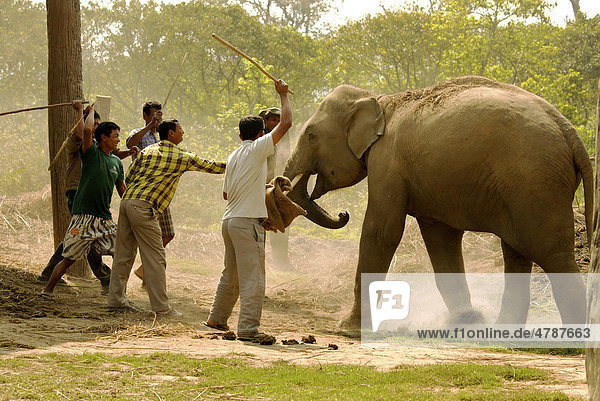 Elefant (Elephas maximus) wird von Mutter getrennt indem ihn mehrere Männer mit Stöcken schlagen  Chitwan Nationalpark  Nepal  Asien
