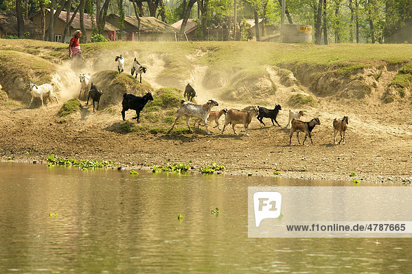 Ziegen springen Uferböschung herab und hinterlassen Staubfahne auf Weg zu Furt im Fluss  Chitwan Nationalpark  Nepal  Asien