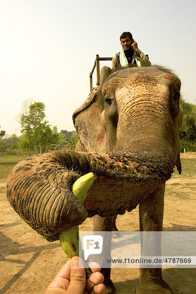 Elefant (Elephas maximus) der nach Banane greift  mit Mahout oder Elefantenpfleger  Chitwan Nationalpark  Nepal  Asien