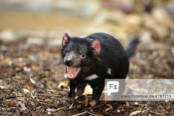 Tasmanischer Teufel oder Beutelteufel (Sarcophilus harrisii)  Alttier  gähnend  Australien