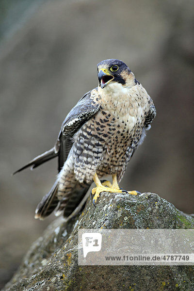 Wanderfalke (Falco peregrinus)  Altvogel  Männchen  rufend  Felsen  Deutschland  Europa