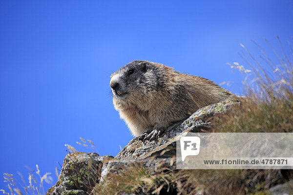 Alpenmurmeltier (Marmota marmota)  adult  Großglockner-Massiv  Nationalpark Hohe Tauern  Österreich  Alpen  Europa