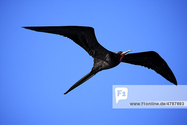 Bindenfregattvogel (Fregata minor)  männlich  fliegend  Galapagos-Inseln  Pazifischer Ozean