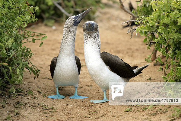 Blaufußtölpel (Sula nebouxii)  adult  Paar  Nest  balzend  Galapagos-Inseln  Pazifischer Ozean