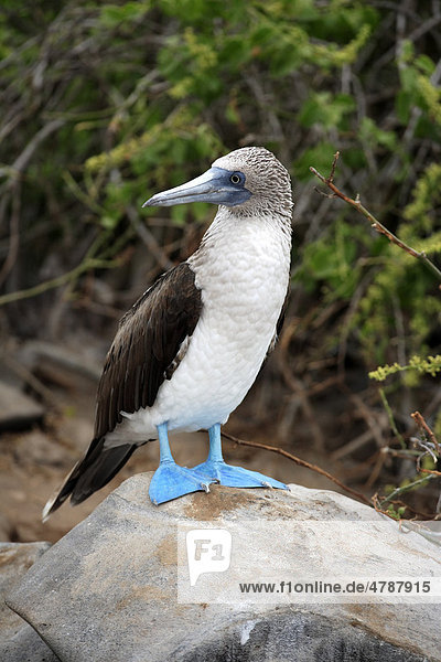 Blaufußtölpel (Sula nebouxii)  adult  Galapagos-Inseln  Pazifischer Ozean