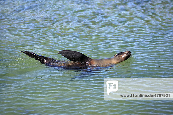 Galapagos-Seelöwe (Zalophus californianus wollebaeki)  Alttier  Weibchen  im Wasser schwimmend  Galapagos-Inseln  Pazifischer Ozean