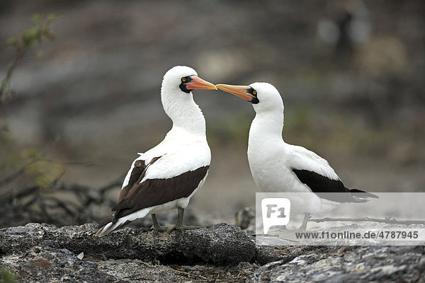 Maskentölpel (Sula granti)  Paar  adult  auf Felsen  Sozialverhalten  Galapagos-Inseln  Pazifischer Ozean