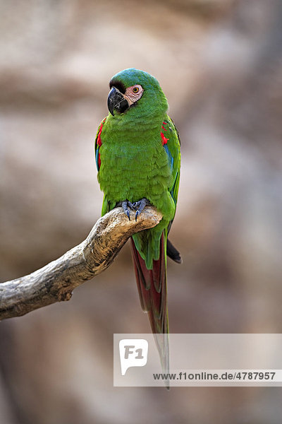 Rotbugara (Ara severa)  Altvogel  auf Baum  Venezuela  Südamerika