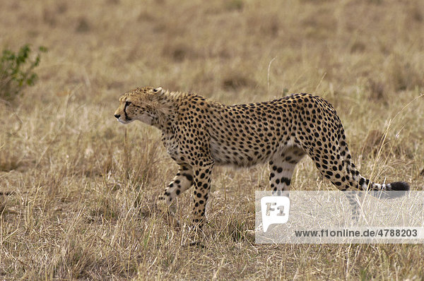 Gepard (Acinonyx jubatus) Masai Mara Kenia Afrika