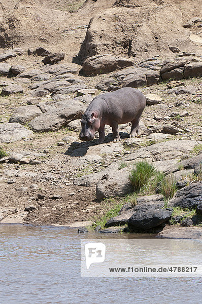Nilpferd (Hippopotamus amphibius)  Masai Mara  Kenia  Afrika