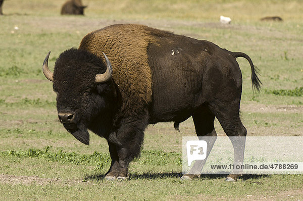 Amerikanischer Bison (Bison bison)  Büffel  Custer State Park  Black Hills  South Dakota  USA
