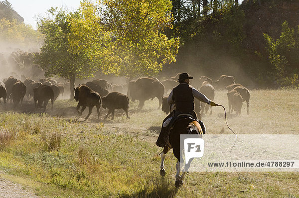 Cowboy treibt eine Herde Büffel  Büffeltreiben  Custer State Park  Black Hills  South Dakota  USA  Amerika
