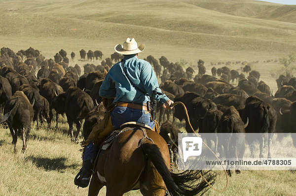 Cowboy beim Büffeltreiben  Custer State Park  Black Hills  South Dakota  USA  Amerika