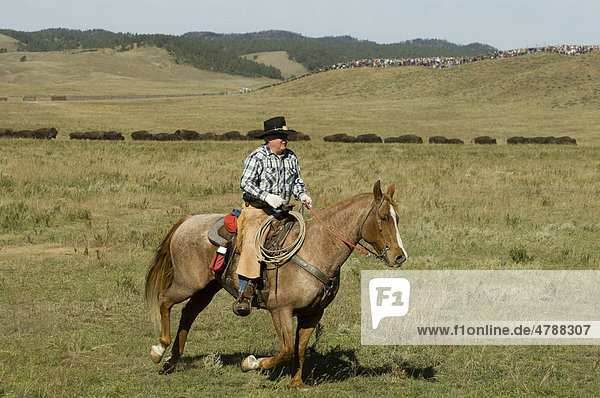 Cowboy at Bison Roundup  Custer State Park  Black Hills  South Dakota  USA  America