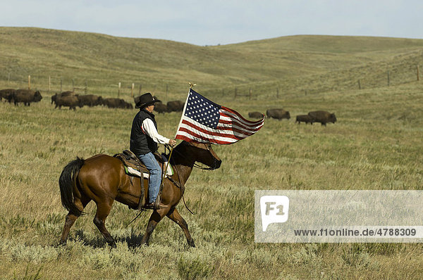 Cowboy with US flag at Bison Roundup  Custer State Park  Black Hills  South Dakota  USA  America