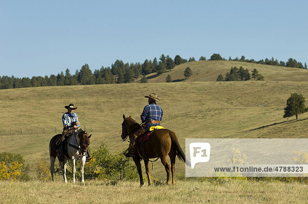 Cowboys at Bison Roundup  Custer State Park  Black Hills  South Dakota  USA  America