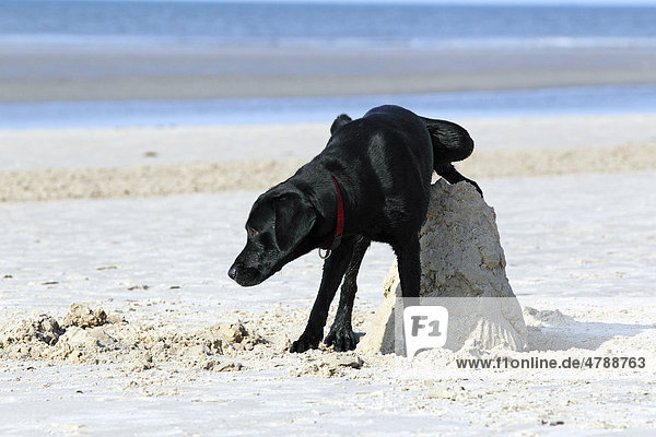 Schwarzer Labrador Retriever, Rüde markiert Sandhügel am Strand