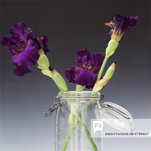 Blaue Iris  Glas  Einmachglas