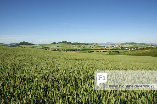 Maisfeld in der Ebene von Limagne  Auvergne  Frankreich  Europa