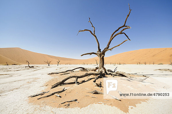 Tote Bäume auf ausgetrockneter Lehmpfanne vor Dünen  Deadvlei  Sossusvlei  Namib-Naukluft-Park  Namib-Wüste  Namibia  Afrika