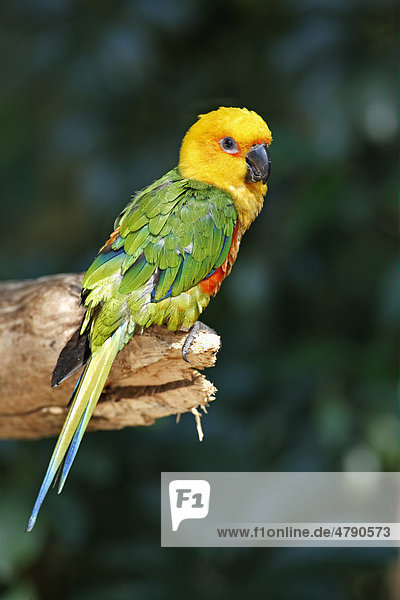 Jendayasittich (Aratinga jandaya)  Altvogel auf Ast  Pantanal  Mato Grosso  Brasilien  Südamerika