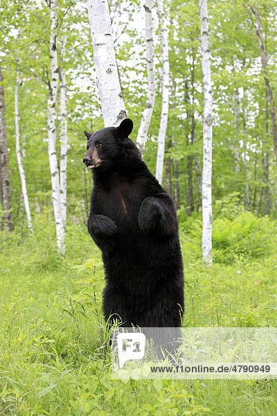 Amerikanischer Schwarzbar Ursus Americanus Alttier Reibt Seinen Rucken An Einem Baum Im Wald Minnesota Usa Amerika