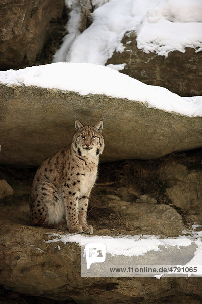 Eurasischer Luchs (Lynx lynx carpathicus)  Alttier liegt zwischen Felsen im Schnee  Nationalpark Bayerischer Wald  Bayern  Deutschland  Europa