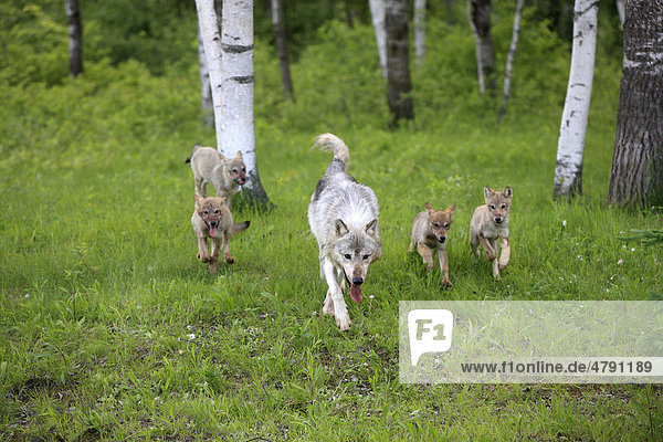 Timberwolf (Canis lupus) ausgewachsenes Weibchen mit vier Welpen laufend im Wald Minnesota USA
