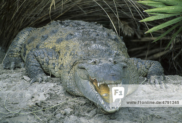Spitzkrokodil (Crocodylus acutus)  am Ufer mit offenem Maul  Florida  USA  Amerika