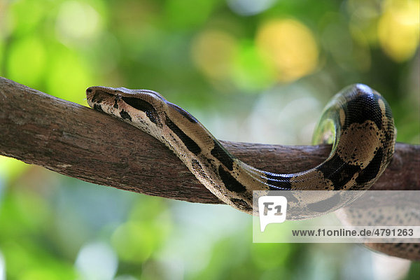 Abgottschlange  Königsschlange  Königsboa oder Abgottboa (Boa constrictor)  Alttier auf Ast  Venezuela  Südamerika  Amerika