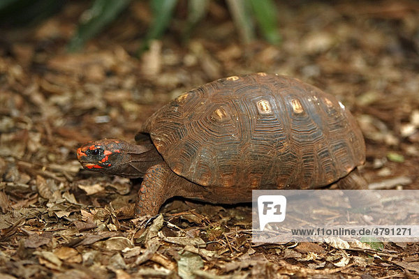 Köhlerschildkröte (Geochelone carbonaria)  gehendes Alttier  Pantanal  Mato Grosso  Brasilien  Südamerika