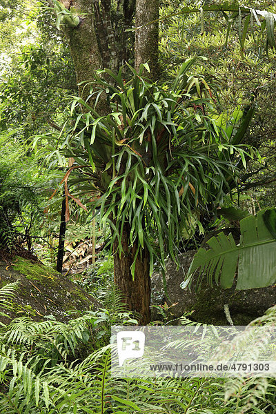 Geweihfarn (Platycerium sp.)  als Epiphyt auf Bäumen wachsend  Lamington National Park  Queensland  Australien