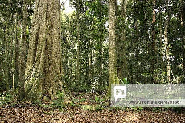 Lebensraum im Regenwald  Lamington National Park  Queensland  Australien