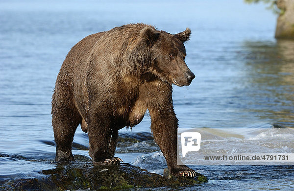 Braunbär (Ursus arctos)  auf Jagd nach Fischen  Alaska  USA